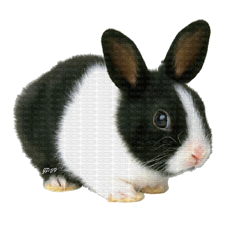 bunny - Безплатен анимиран GIF