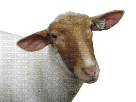 Kaz_Creations Sheep - png gratuito