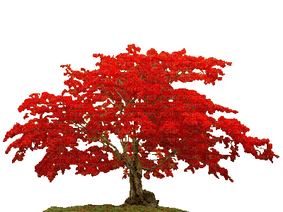 Baum - Bezmaksas animēts GIF