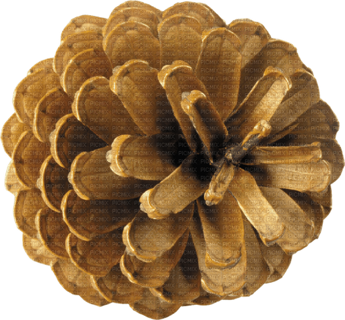 pinecone - 免费PNG