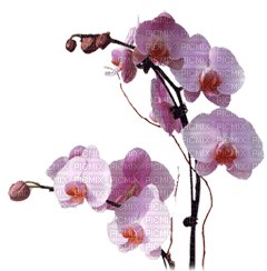 flores*kn* - 免费PNG