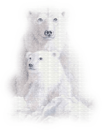 loly33 ours blanc - PNG gratuit