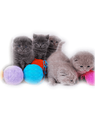 Kaz_Creations Cats Cat Kittens Kitten Wool - zadarmo png