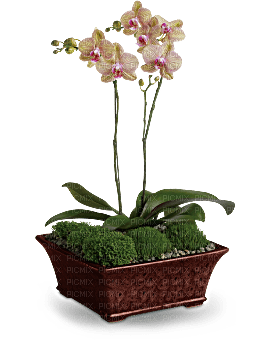 Kaz_Creations  Flowers Vase Plant - zdarma png