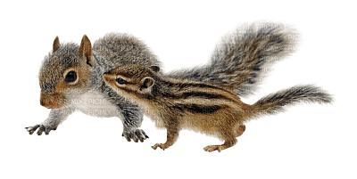 squirrel katrin - nemokama png