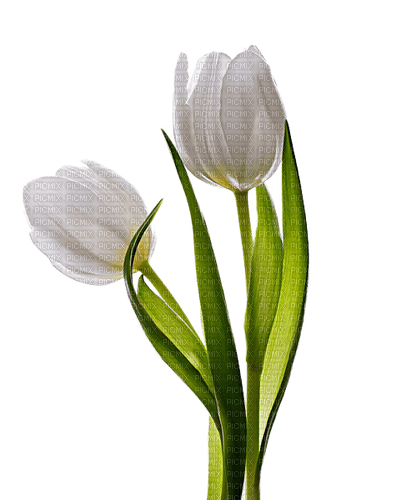tulips  Bb2 - бесплатно png