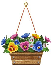 Blumenampel - Gratis geanimeerde GIF