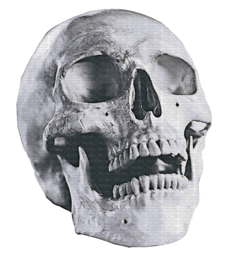 skull milla1959 - PNG gratuit