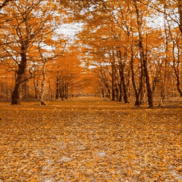 fall background - GIF animado gratis