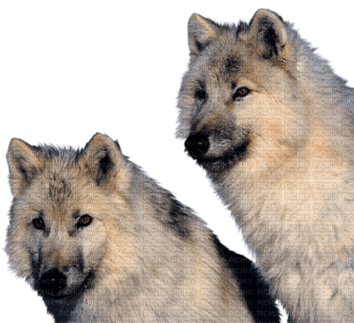 deux loups - бесплатно png