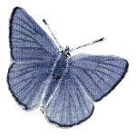 Kaz_Creations Animated Butterfly - 免费动画 GIF