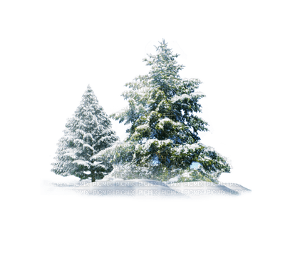 pine tree snow winter sapins neige