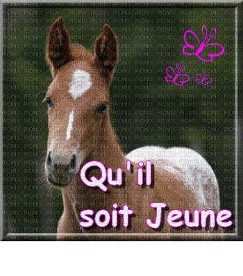 chevaux - Free animated GIF
