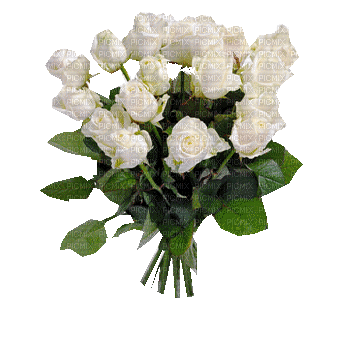 bouquet rose blanche - Zdarma animovaný GIF