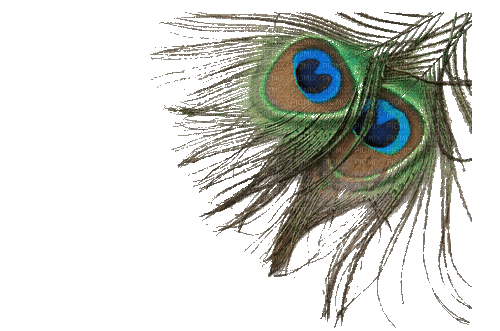 Peacock feather - Bezmaksas animēts GIF