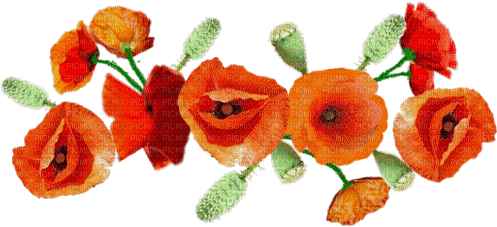 Poppy Flowers - Gratis animerad GIF