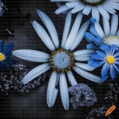 Blue Flowers on Dark Background - png ฟรี