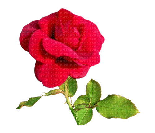 red rose 7 - PNG gratuit