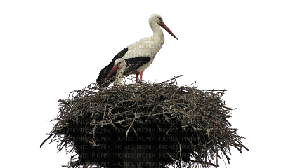 bird in the nest - zdarma png