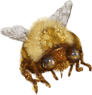 Kaz_Creations Bees Bee - бесплатно png
