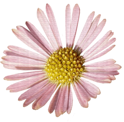 kukka fleur flower - фрее пнг