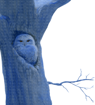owl in a tree - zadarmo png