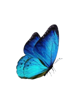 Mariposa - Rubicat - Free PNG