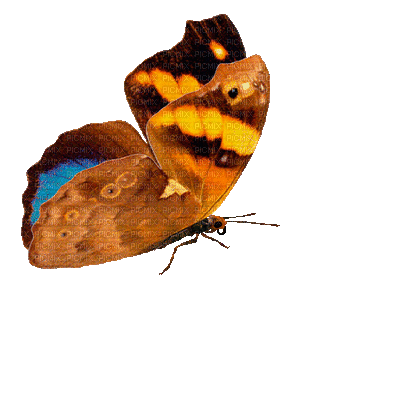 patymirabelle papillon - GIF animé gratuit