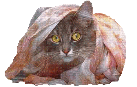 Katze, Cat - Ingyenes animált GIF