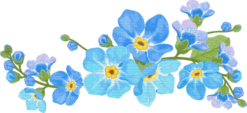 forget me not Bb2 - Free PNG