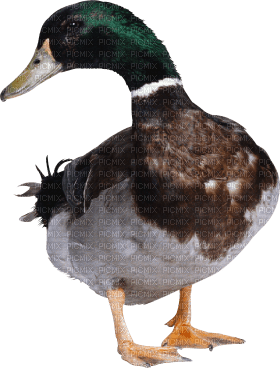 duck katrin - kostenlos png