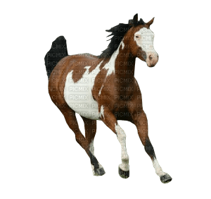 Kaz_Creations Horse - darmowe png