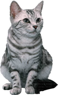Kaz_Creations Cat Kitten - besplatni png