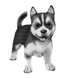 dog - Besplatni animirani GIF