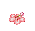Flower, Flowers, Deco, GIF - Jitter.Bug.Girl - Zdarma animovaný GIF