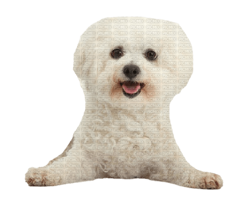 white poodle dog - zdarma png