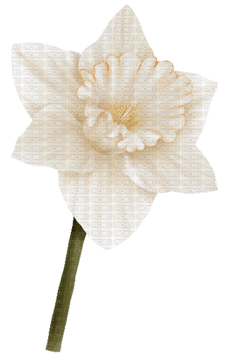 daffodil Bb2 - Free PNG