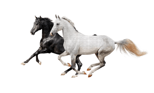 Horse, Adam64 - darmowe png