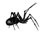 Spider - Ilmainen animoitu GIF