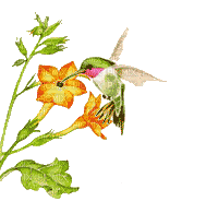 Hummingbird and tropical flowers - Free animated GIF