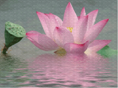 lotus - Darmowy animowany GIF