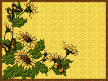 margaritas en flor.. - Free animated GIF