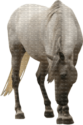 white horse - darmowe png