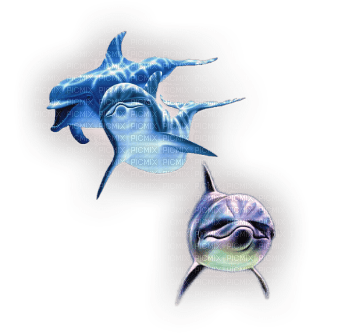 Kaz_Creations Dolphins Dolphin - besplatni png