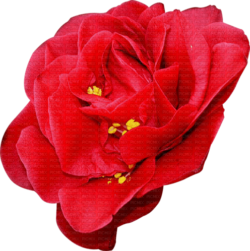 blomma--flower--red--röd - png ฟรี