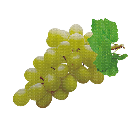 white grapes 3 - PNG gratuit
