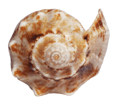 conch - 無料png