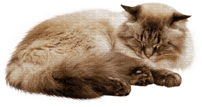 Kaz_Creations Cat - darmowe png