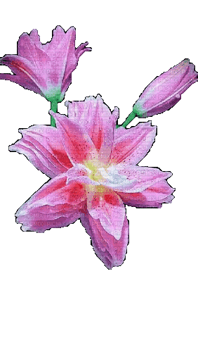 Цветок - GIF animado grátis