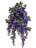 dulcineia8 plantas - Безплатен анимиран GIF